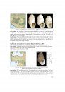 The Freshwater Gastropods of the West-Palaearctis, Volume 2