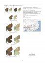 Lycaenidae Part 5 (Guide to the Butterflies of the Palearctic Region)