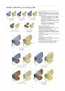 Lycaenidae Part 5 (Guide to the Butterflies of the Palearctic Region)