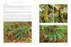 Nepenthes: The Tropical Pitcher Plants (3-Volume Set)