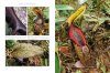 Nepenthes: The Tropical Pitcher Plants (3-Volume Set)