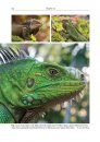 Reptiles of the Lesser Antilles