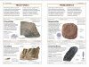 DK Handbook: Fossils
