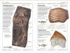 DK Handbook: Fossils