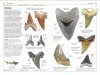 DK Handbook: Fossils