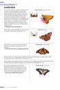 Veldgids Dagvlinders [Field Guide to Butterflies]