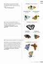 Veldgids Dagvlinders [Field Guide to Butterflies]