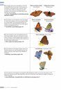 Veldgids Dagvlinders [Field Guide to Butterflies]