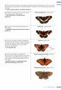 Veldgids Dagvlinders [Field Guide to Butterflies]