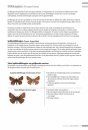 Veldgids Dagvlinders [Field Guide to Butterflies]