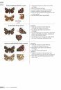 Veldgids Dagvlinders [Field Guide to Butterflies]