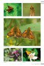 Veldgids Dagvlinders [Field Guide to Butterflies]
