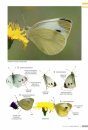 Veldgids Dagvlinders [Field Guide to Butterflies]