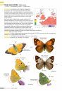 Veldgids Dagvlinders [Field Guide to Butterflies]