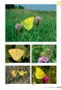 Veldgids Dagvlinders [Field Guide to Butterflies]