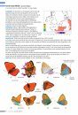 Veldgids Dagvlinders [Field Guide to Butterflies]
