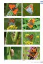 Veldgids Dagvlinders [Field Guide to Butterflies]