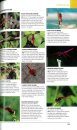 Photographic Field Guide: Wildlife of South India