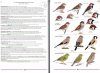 The Identification Guide to the Difficult Small Birds of Australia