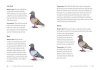 A Pocket Guide to Pigeon Watching