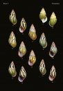 The Conchological Albums – Terrestrial Molluscs, Volume 7