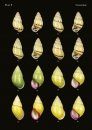 The Conchological Albums – Terrestrial Molluscs, Volume 7