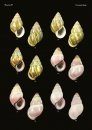 The Conchological Albums – Terrestrial Molluscs, Volume 7