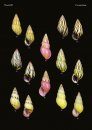 The Conchological Albums – Terrestrial Molluscs, Volume 7