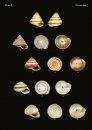 The Conchological Albums – Terrestrial Molluscs, Volume 8