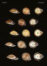 The Conchological Albums – Terrestrial Molluscs, Volume 8