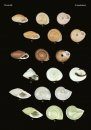 The Conchological Albums – Terrestrial Molluscs, Volume 8