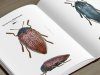 Jewel Beetles of the World