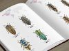 Jewel Beetles of the World