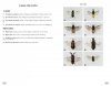Symphytes d'Europe [Sawflies of Europe]