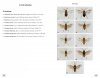 Symphytes d'Europe [Sawflies of Europe]