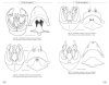 Bourdons d'Europe et des Contrées Voisines [Bumblebees of Europe and Neighbouring Regions]