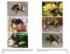 Bourdons d'Europe et des Contrées Voisines [Bumblebees of Europe and Neighbouring Regions]