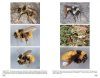 Bourdons d'Europe et des Contrées Voisines [Bumblebees of Europe and Neighbouring Regions]