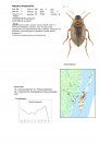 Vattenskalbaggar på Öland och i Sydöstra Småland [Water Beetles on Öland and in Southeastern Småland]