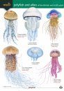 Jellyfish and Allies of the British and Irish Coast