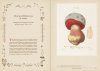 Mushroom Botanical Art