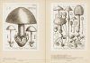 Mushroom Botanical Art