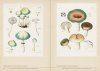 Mushroom Botanical Art