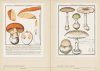 Mushroom Botanical Art