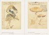 Mushroom Botanical Art
