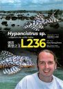 Hypancistrus sp. L 236