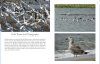 Gulls of North America
