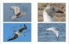 Gulls of North America