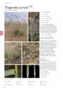 Field Guide to Plants of the Molonglo Valley