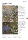 Field Guide to Plants of the Molonglo Valley